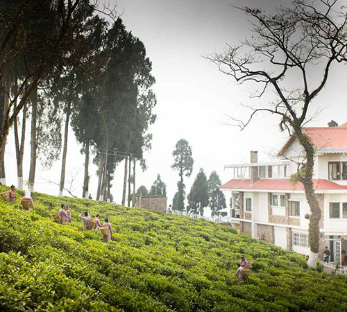 Enchanting Darjeeling Tour